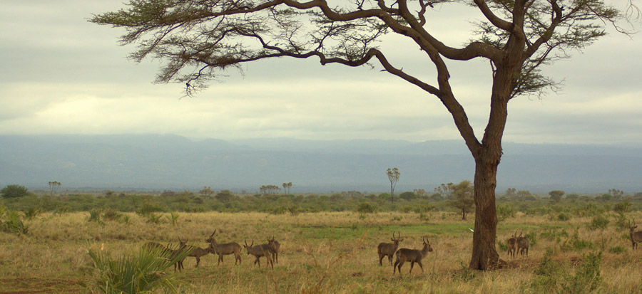 meru--best-national-parks-in-kenya