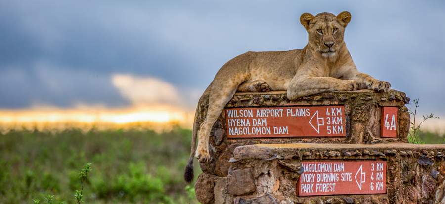 Read more about the article Nairobi National Park: A Must-Visit Destination in Kenya