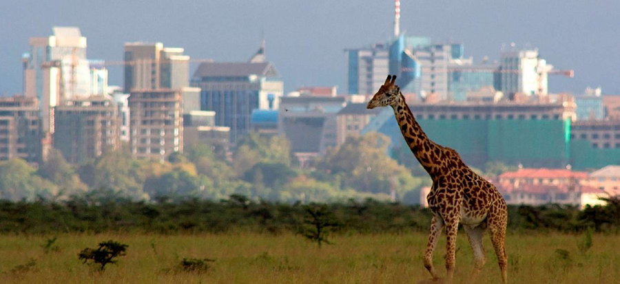 Read more about the article Nairobi National Park: A Must-Visit Destination in Kenya