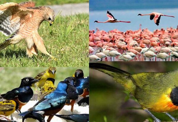Birdwatching-in-Kenya