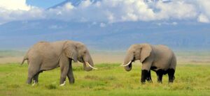 Read more about the article The Big Five Safari in Kenya: The Ultimate Guide to Kenya’s